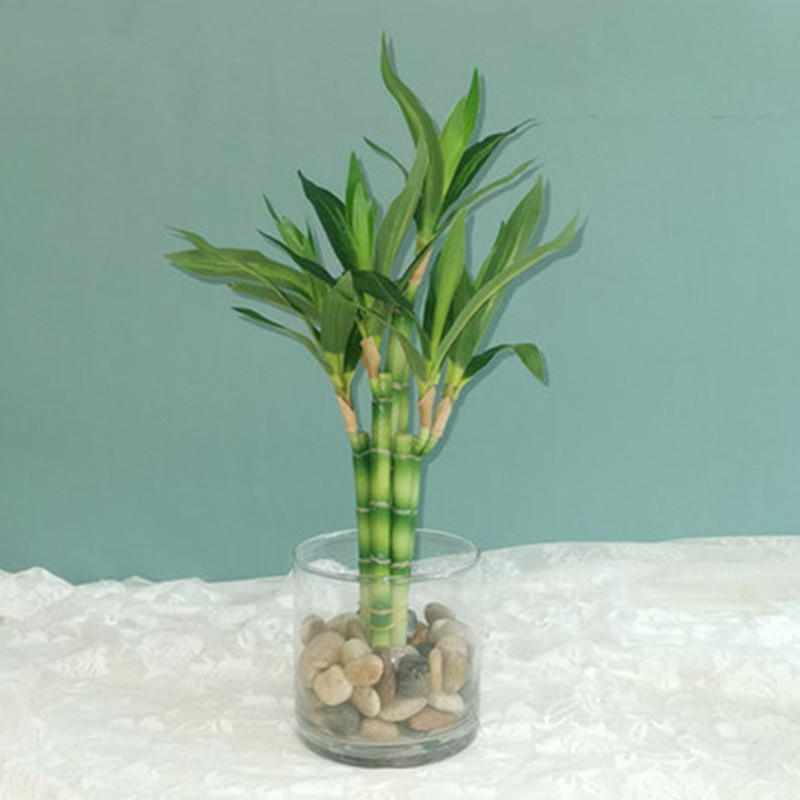 New 40cm Artificial Lucky Bamb - Snake Plant 评论和价格